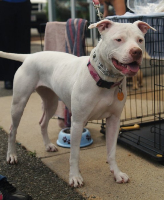 Diva - Pit mix - 6-23-14_001