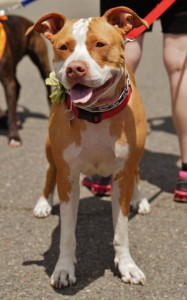 Harley - Pit Mix - 6-23-14_001