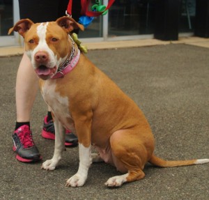 Harley - Pit Mix - 6-23-14_003