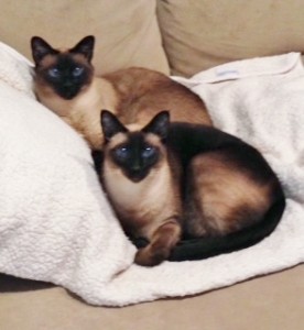 Siamese1