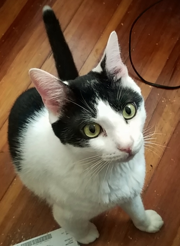 MoMo – Kitty Connection