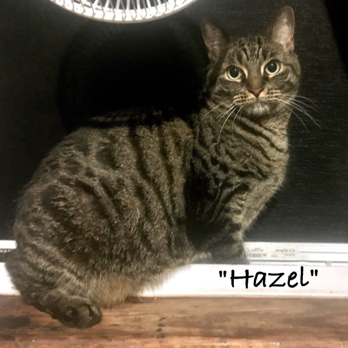 Hazel