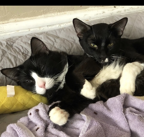 Tux & Gizmo