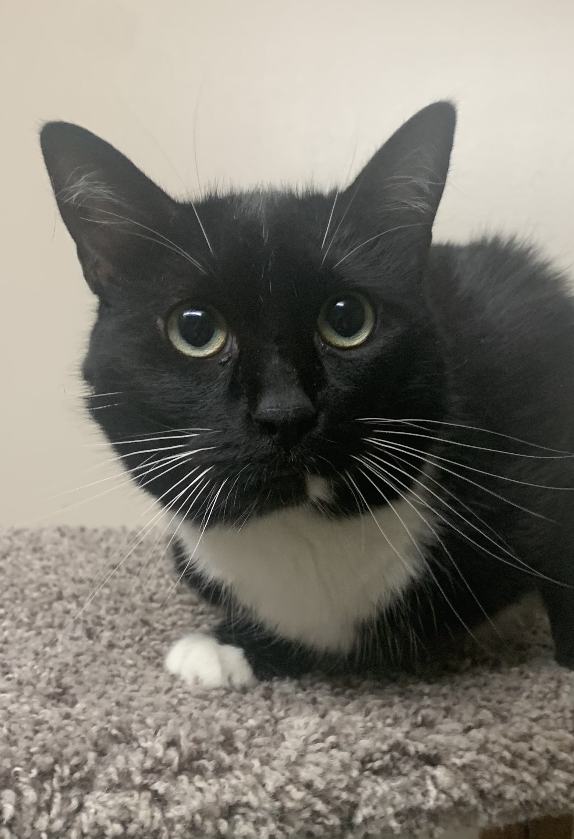 Oreo – Kitty Connection