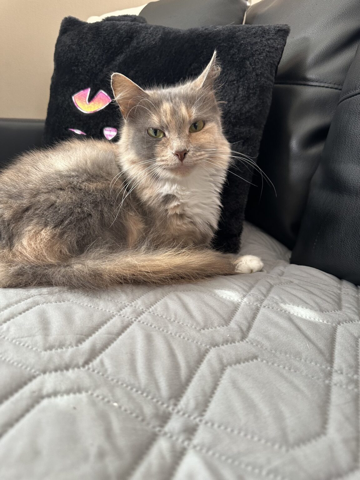 Lucy – Kitty Connection